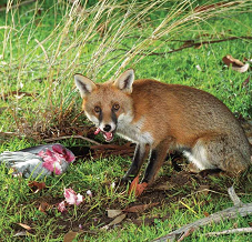 Fox killing wildlife smaller